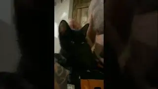 Novo cudoviste u kuci