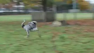 De sprint van de Nandoe