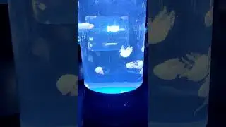 BxSea Aquarium - Xchange Mall Bintaro - JakSel