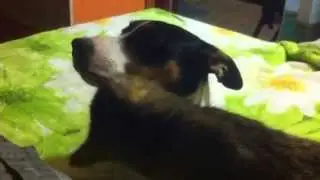 Кошка вылизывает Джек Рассел Терьера