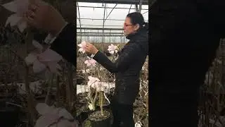 Магнолия Pink Beauty в питомнике Kałuzińscy