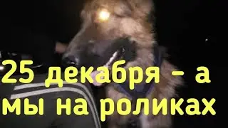 На собачьей упряжке на роликах зимой