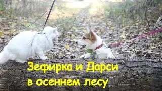 Зефирка и Дарси на прогулке в осеннем лесу | Zephirka and Darcy on a walk in the autumn woods