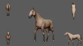 Horse walk cycle animation