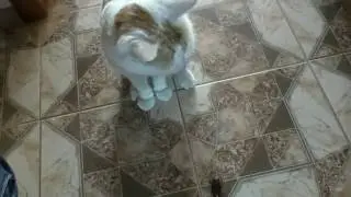 #269  Максимка и кузя \ жук механический