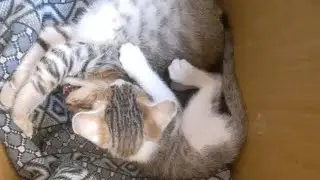 kuku and chikky are my pet cats.