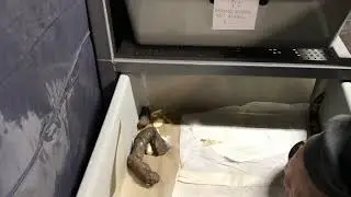 Huge Snake Turd! How often should Your Snake Poop?