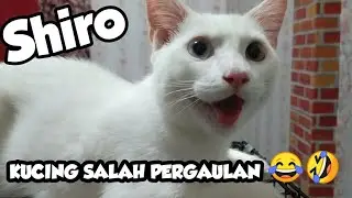 Shiro kucing salah pergaulan, kucing kok mirip....?