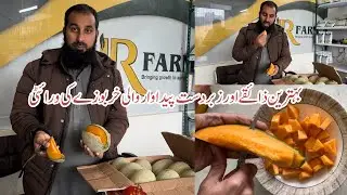 Kharbooza (خربوزہ) variety in winter |Received from Sindh |Melon in winter |IR FARM