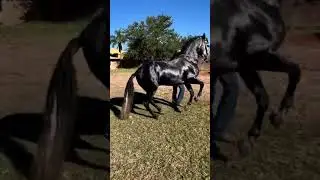 CABALLO ESPAÑOL