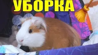 УБОРКА В КЛЕТКЕ МОРСКОГО СВИНА|| SVINKA LIFE