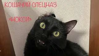Нокси сражается как вепрь