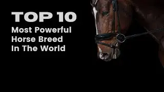 The 10 MOST FEARSOME Horse Breeds You Won't Believe Exist