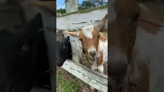 Cute baby goat eating grass from hand with loud chewing 