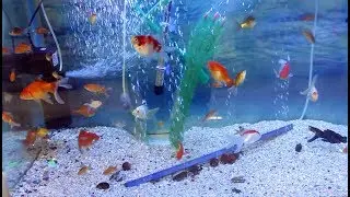 Gemischtes Goldfischaquarium - 350 LT