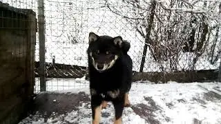 Сиба ину Оливер