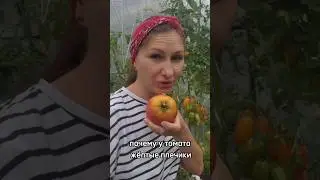 Почему у томатов бывают жёлтые "плечики" #огород #томатывтеплице #томаты #дачасадогород #помидоры