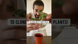 DIY Rooting Hormone for Plant Cuttings | creative explained