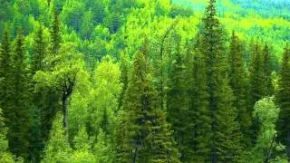 Чистый воздух хвойного леса