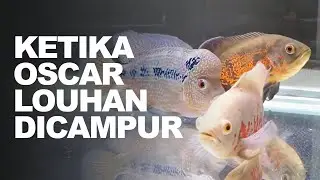 Oscar dan Louhan akur??