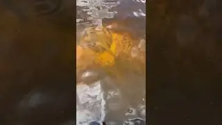 Arraia grande no rio transparente.  #arraia #raya #nature #fishing #fish
