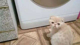 Новая порода:вислоухий экзотический короткошерстный кот