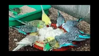 budgies / love bird foods
