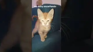 y yo en mi adolescencia los pateaba jajaja