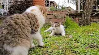 Playful Cat Fight