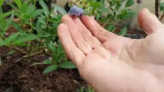 Обрезка голубики