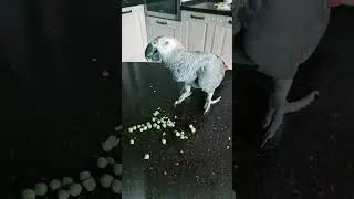 ✅ Облаяла хозяина и другие похождения Петруни 🐦 Жако Петруня 