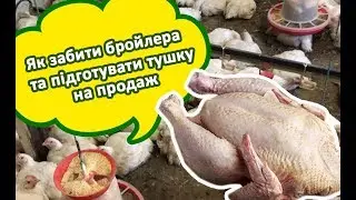 Забій бройлера та підготовка тушки на продаж