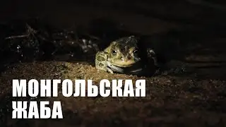МОНГОЛЬСКАЯ ЖАБА