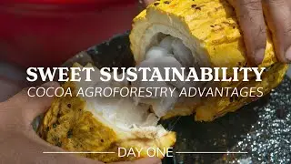DAY ONE: Sweet Sustainability | Cocoa Agroforestry Advantages
