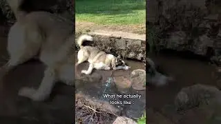#shorts Hahaha😂😂😂Expectation VS Reality😂😂😂#husky #funny #foryou #wolf