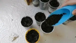 капуста на ранний урожай в теплице