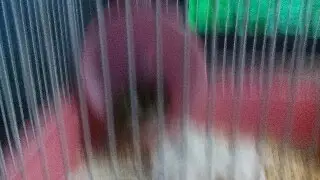 Live video 15 янв. 2017 г. 14:24:26