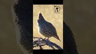 scaled quail #quail #quailbirds  #quailfarming #birds #birdslovers -Pets Paradise