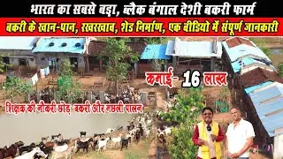 India's Largest Black Bengal Deshi Goat Farm? ।। भारत का सबसे बड़ा ब्लैक बंगाल देशी बकरी फार्म?