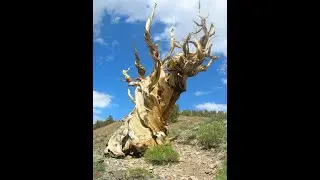 The Great White Tree