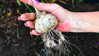 1 ст.л Перед сбором чеснока. Головка будет с кулак. Срочно внесите это под чеснок