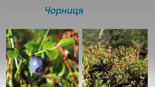 Рослинний світ України