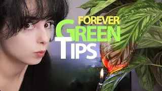 Your Calathea Doesn't Hate You! Ways to Avoid Brown Tips on your plant 🪴