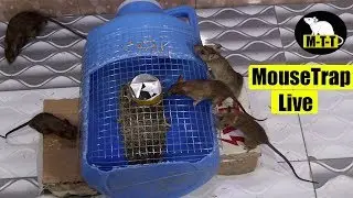 Mouse Trap In Can | Rat Trap Live | By Mouse Trap Tricks