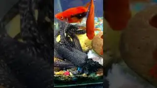 Мой хитрый хищник новый уровень