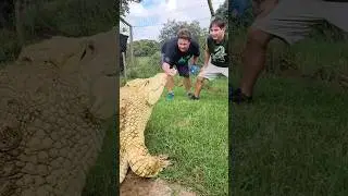 Gold Crocodile Feeding!! 