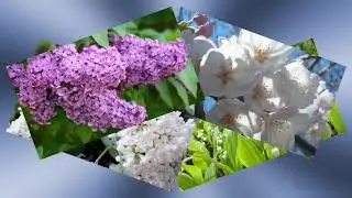 ♫  ♫  ♫  ♫  ♥ Wiosna w błękitnej sukience ♥  ♫  ♫  ♫  ♫