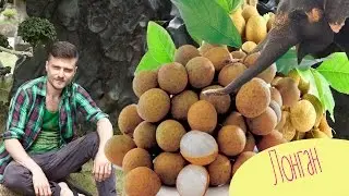Delicious Thailand !!! Trying longan (dragon eye), and talk of Thai massage