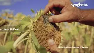 SYNGENTA HI OLEIC