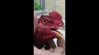 Hint Horozlarında solunum yolları hastalığı